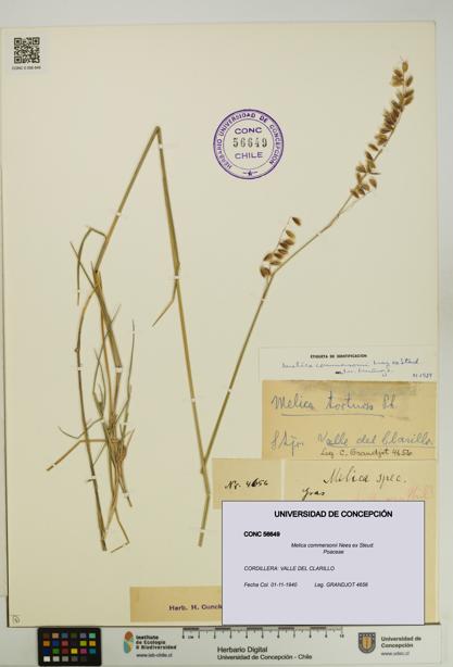 Melica commersonii [Espécimen: UDEC:CONC:0056649]