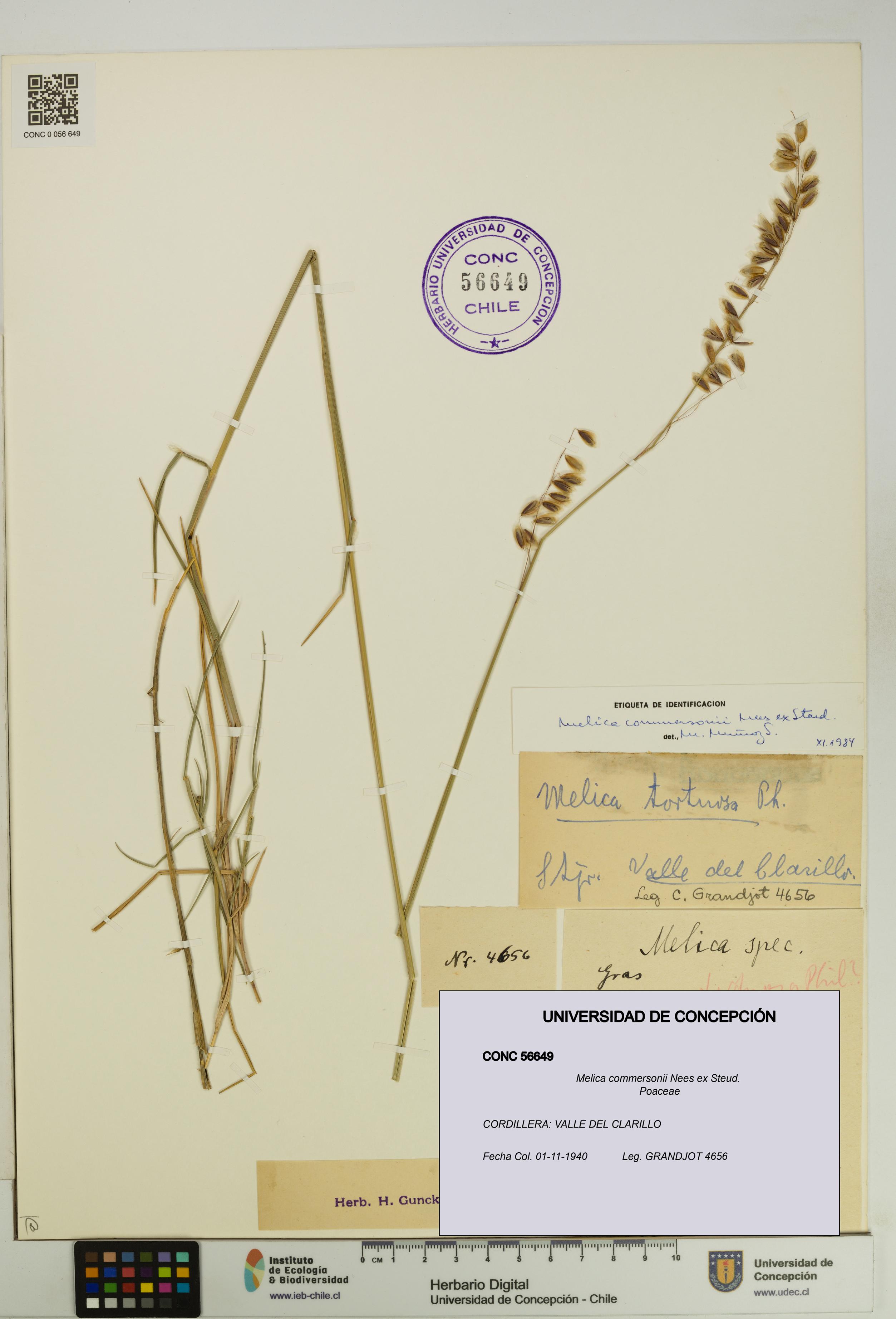 Melica commersonii [Espécimen: UDEC:CONC:0056649]