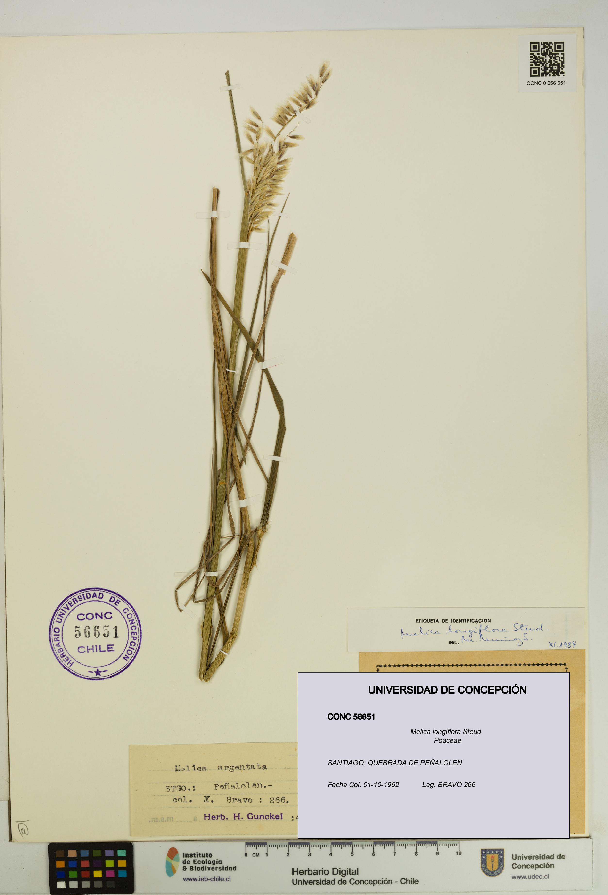 Melica longiflora [Espécimen: UDEC:CONC:0056651]