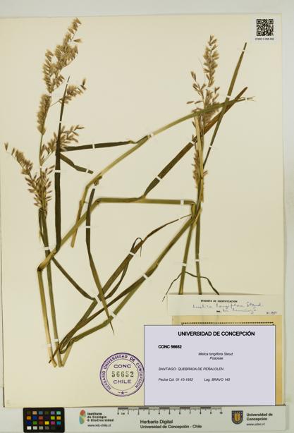 Melica longiflora [Espécimen: UDEC:CONC:0056652]