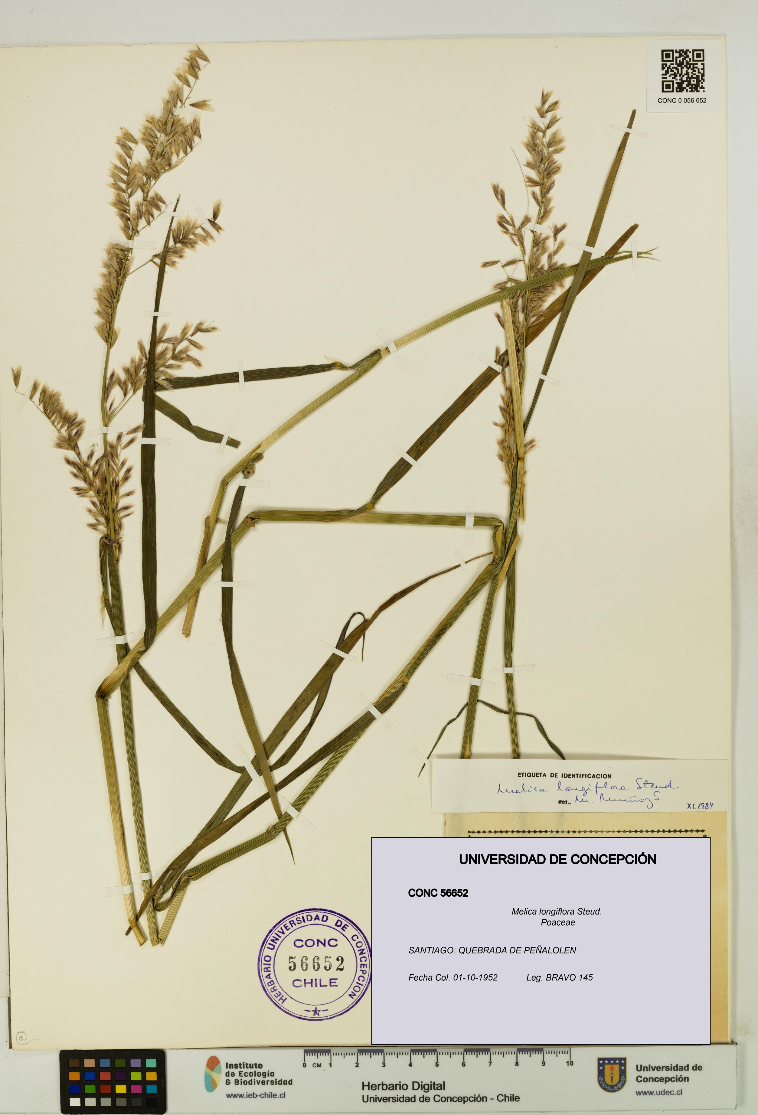 Melica longiflora [Espécimen: UDEC:CONC:0056652]