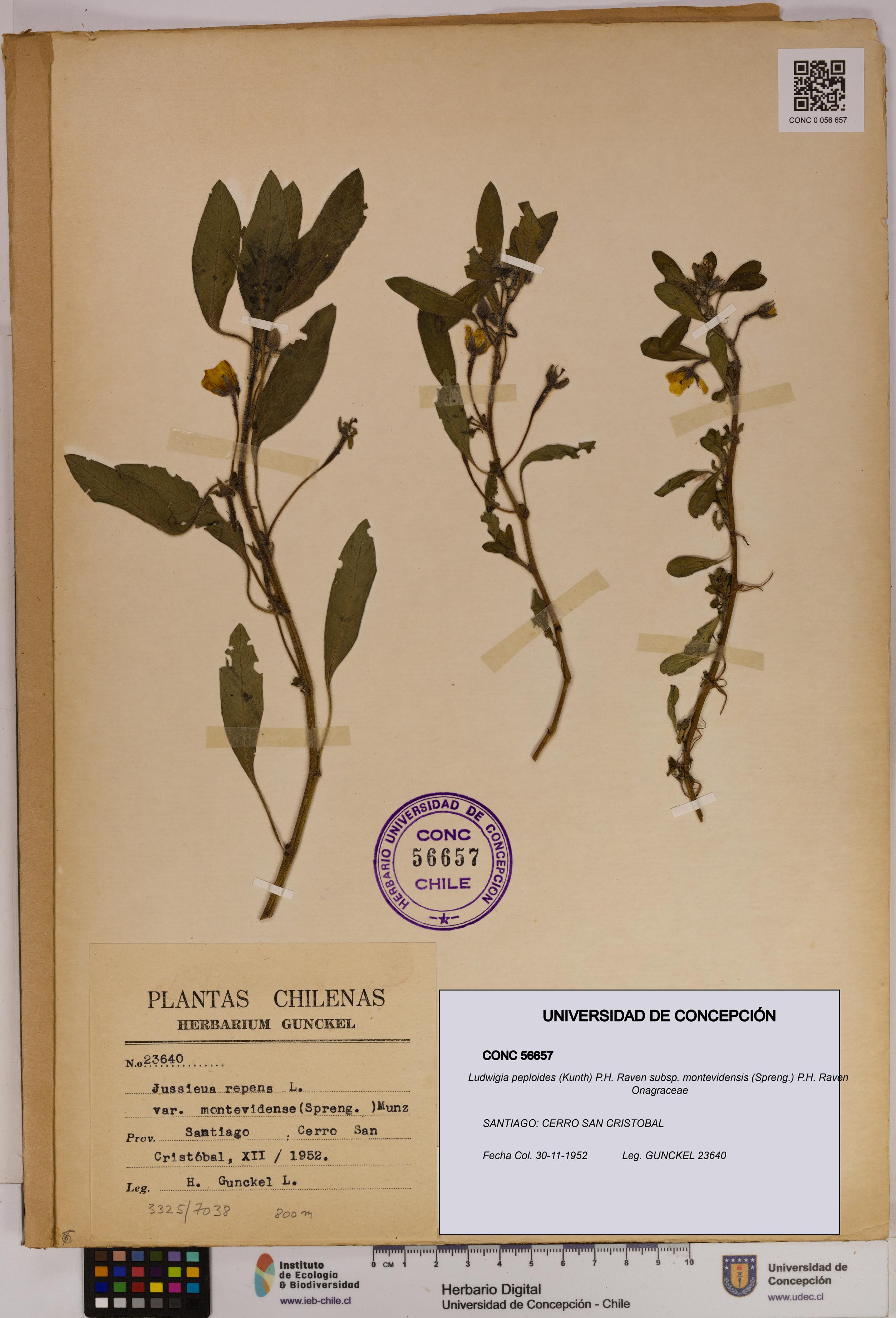 Ludwigia peploides [Espécimen: UDEC:CONC:0056657]