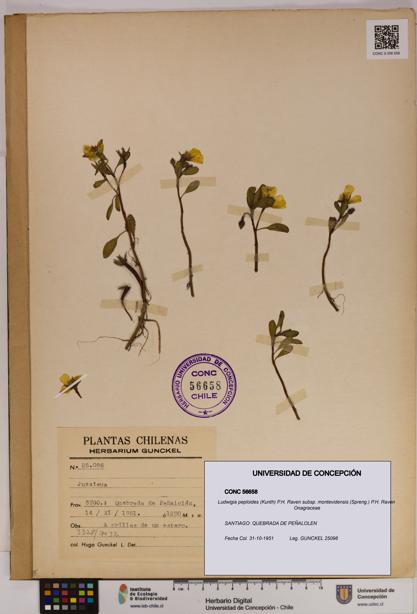 Ludwigia peploides [Espécimen: UDEC:CONC:0056658]