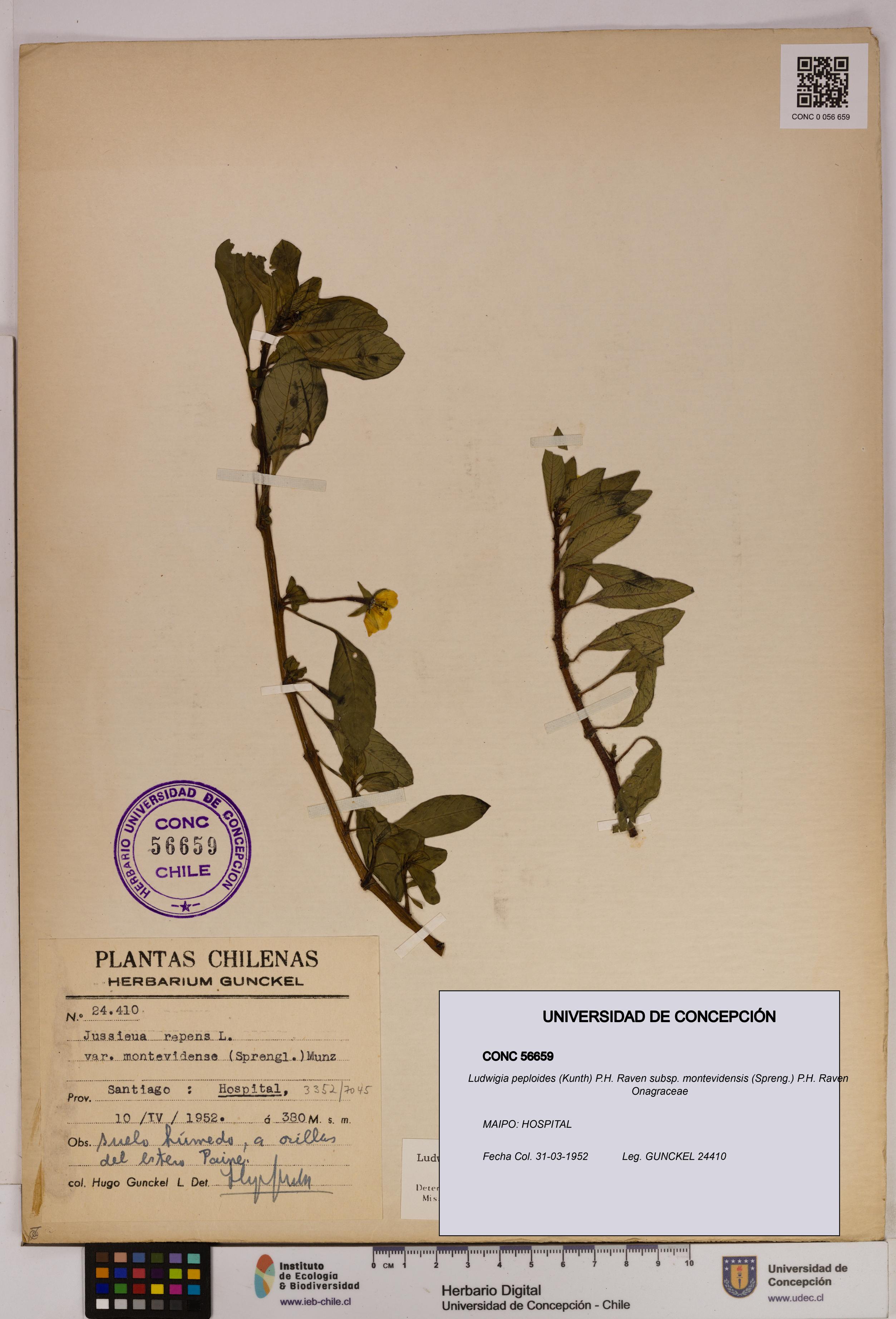 Ludwigia peploides [Espécimen: UDEC:CONC:0056659]