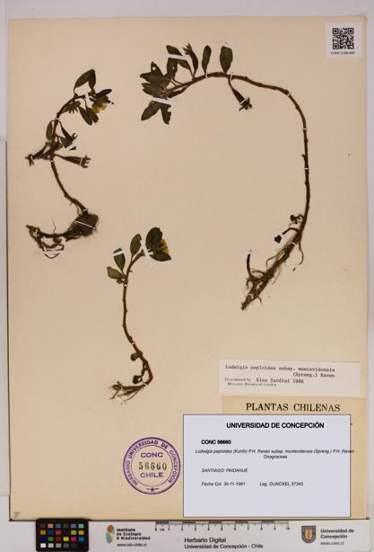 Ludwigia peploides [Espécimen: UDEC:CONC:0056660]