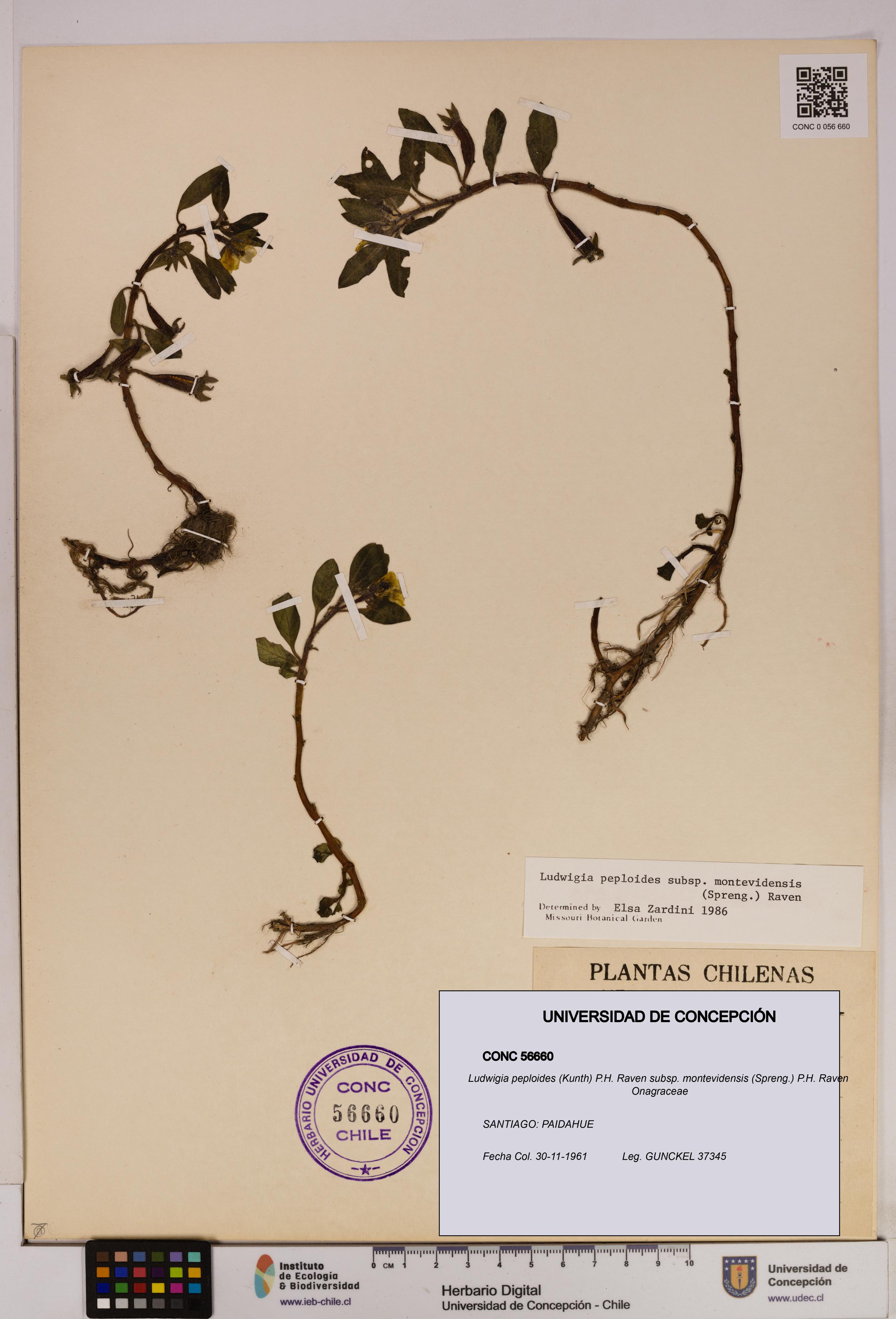 Ludwigia peploides [Espécimen: UDEC:CONC:0056660]