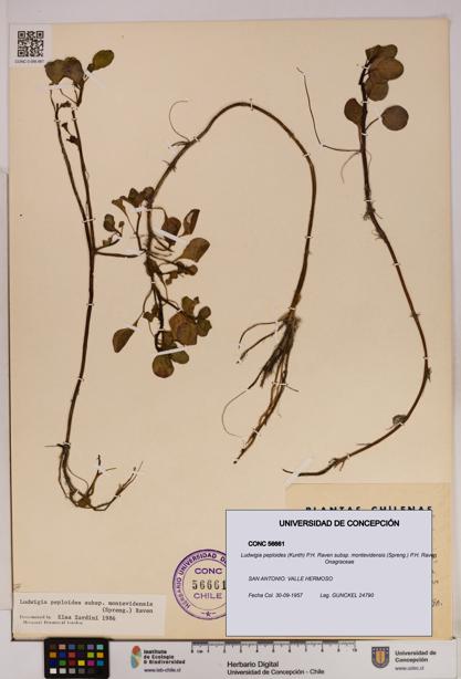 Ludwigia peploides [Espécimen: UDEC:CONC:0056661]