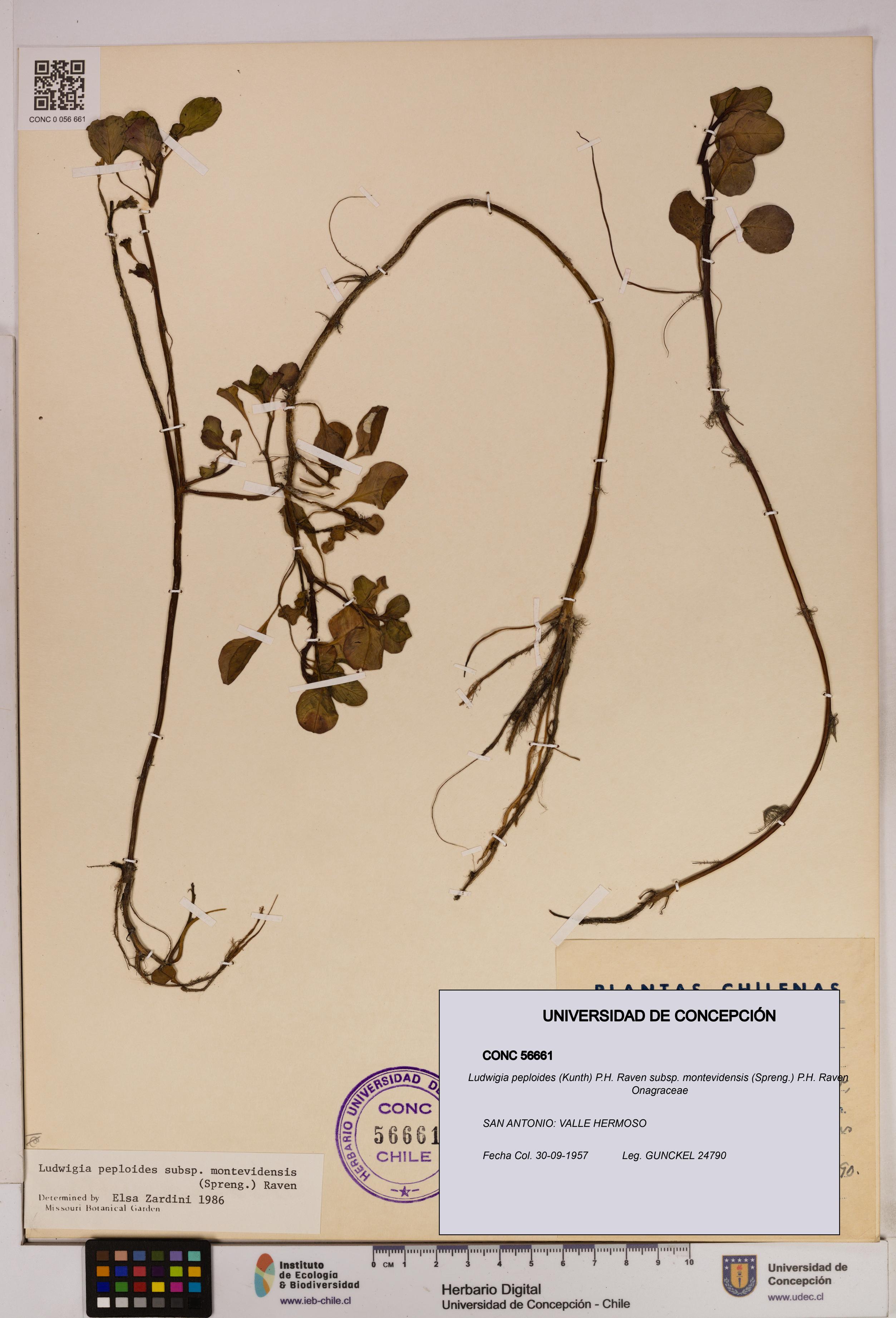 Ludwigia peploides [Espécimen: UDEC:CONC:0056661]