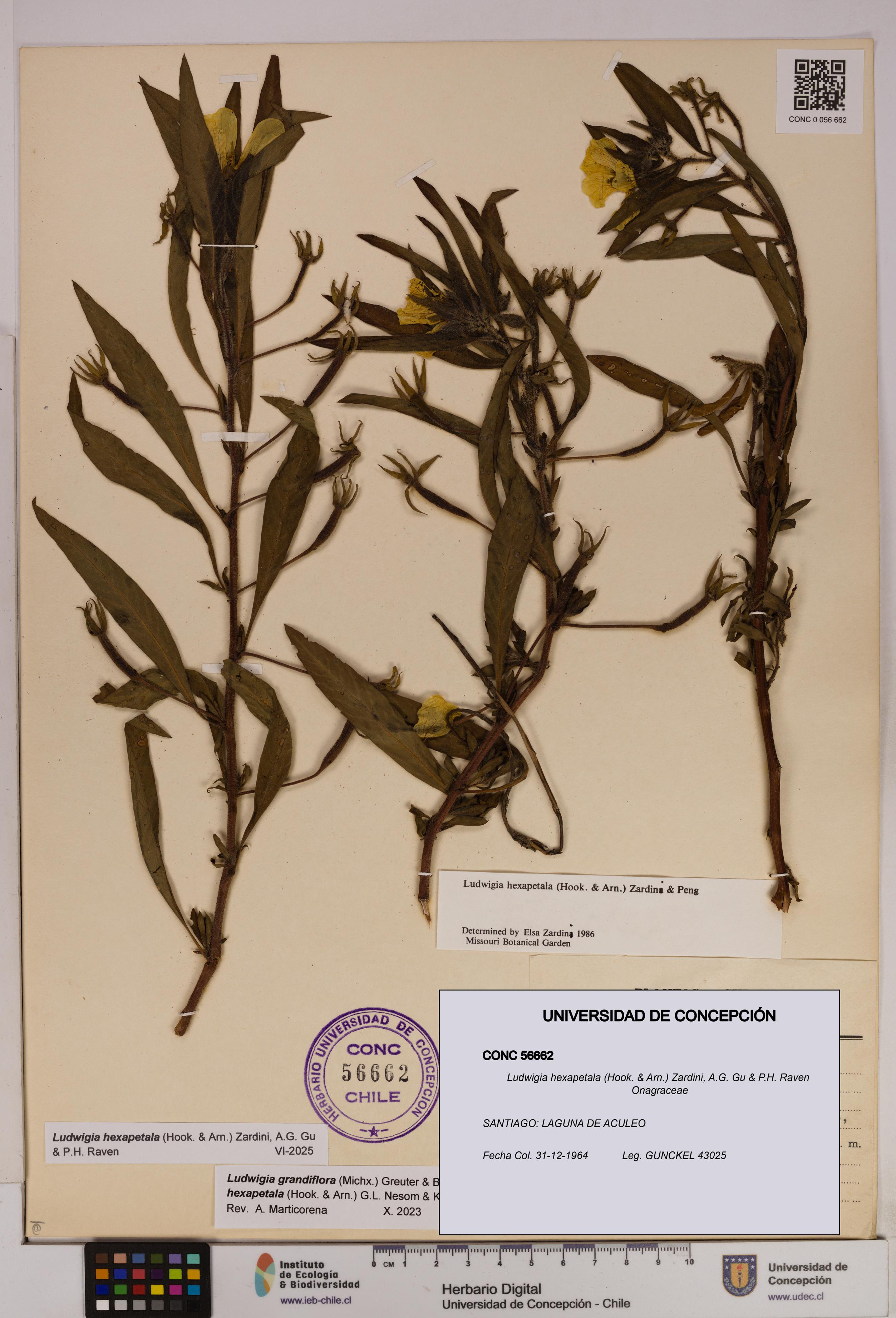 Ludwigia hexapetala [Espécimen: UDEC:CONC:0056662]