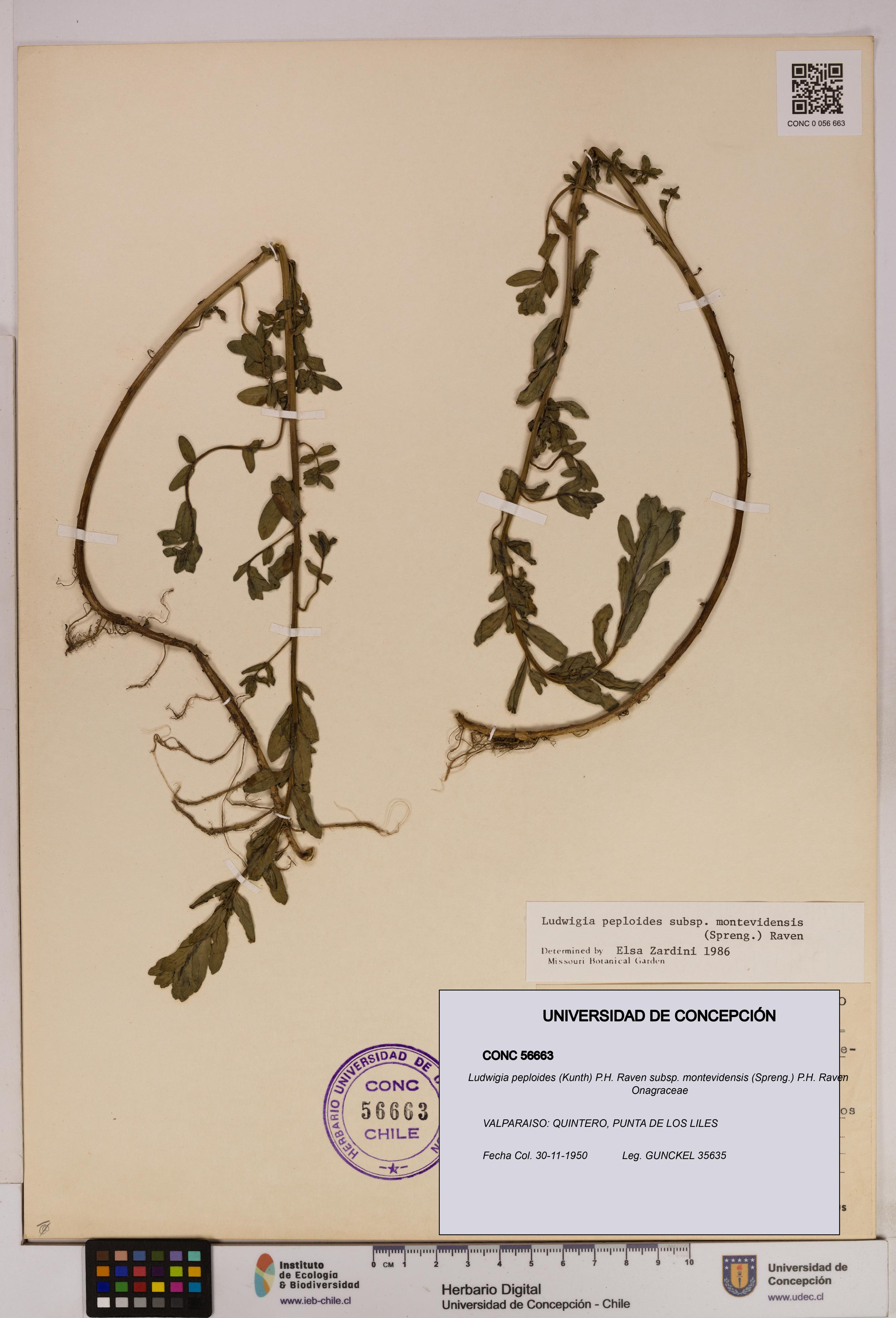 Ludwigia peploides [Espécimen: UDEC:CONC:0056663]