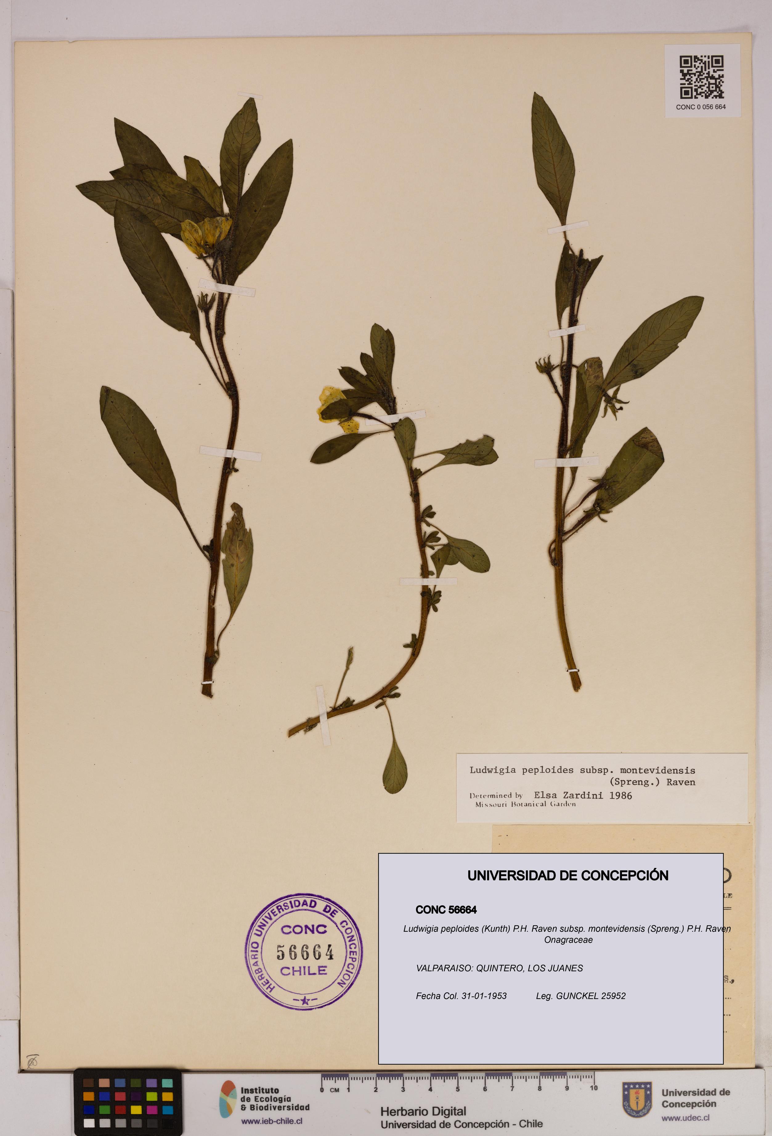 Ludwigia peploides [Espécimen: UDEC:CONC:0056664]