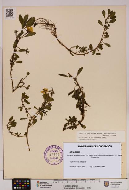 Ludwigia peploides [Espécimen: UDEC:CONC:0056665]