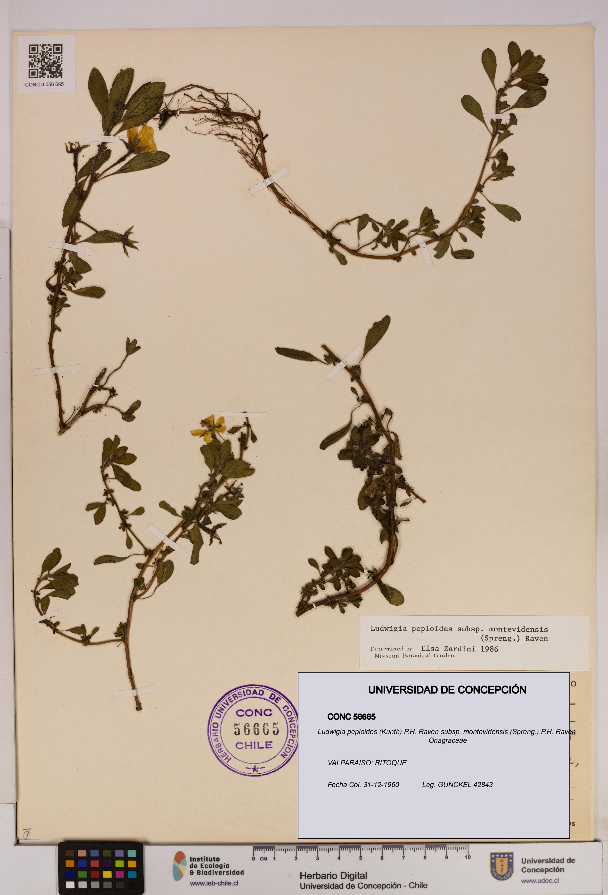 Ludwigia peploides [Espécimen: UDEC:CONC:0056665]