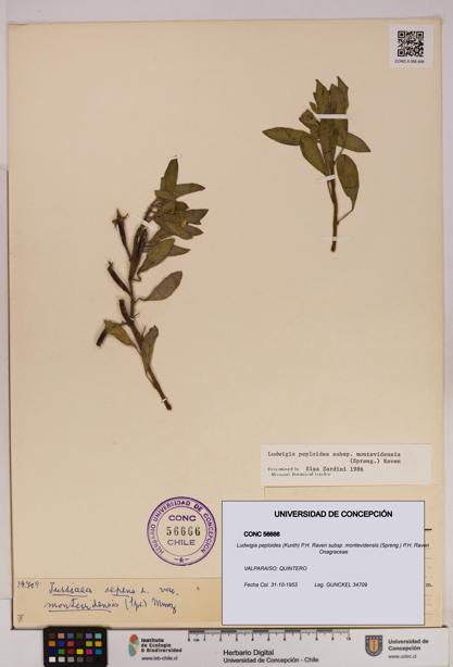 Ludwigia peploides [Espécimen: UDEC:CONC:0056666]