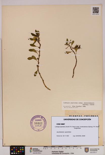 Ludwigia peploides [Espécimen: UDEC:CONC:0056667]