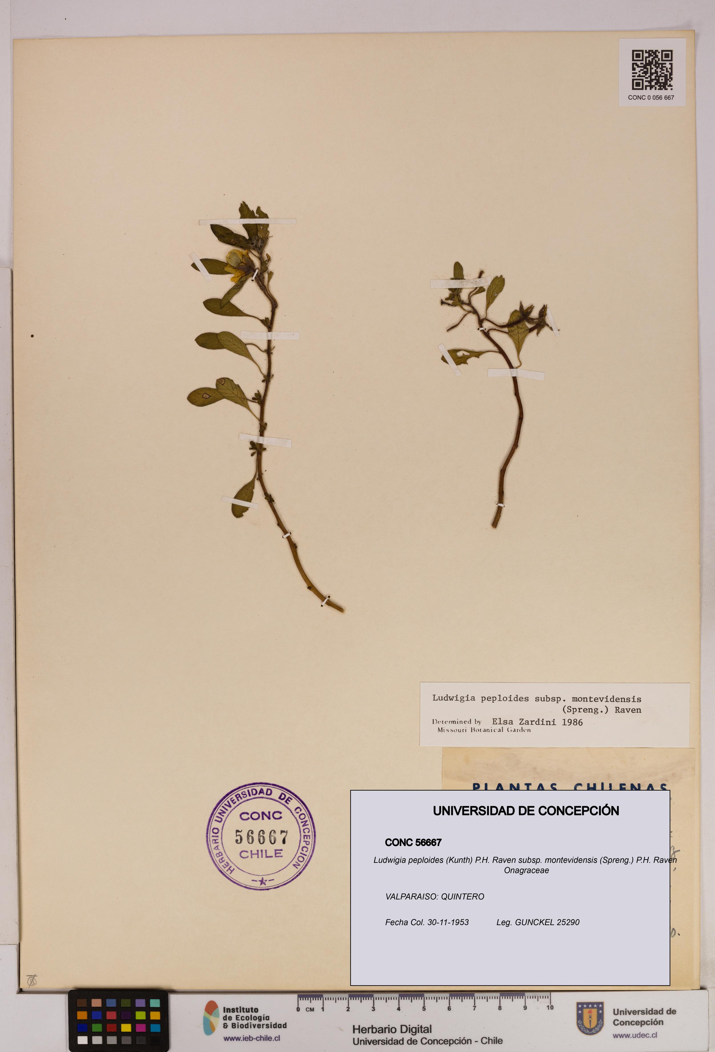 Ludwigia peploides [Espécimen: UDEC:CONC:0056667]