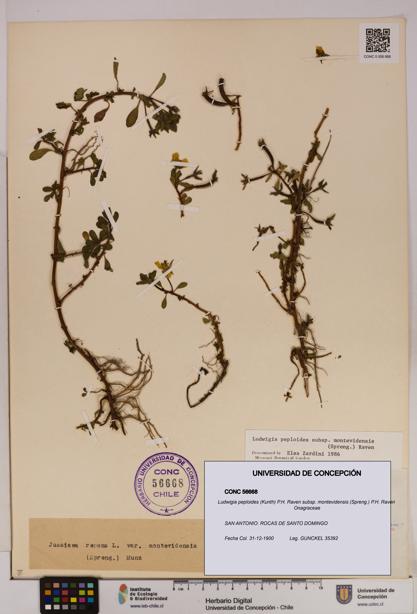 Ludwigia peploides [Espécimen: UDEC:CONC:0056668]