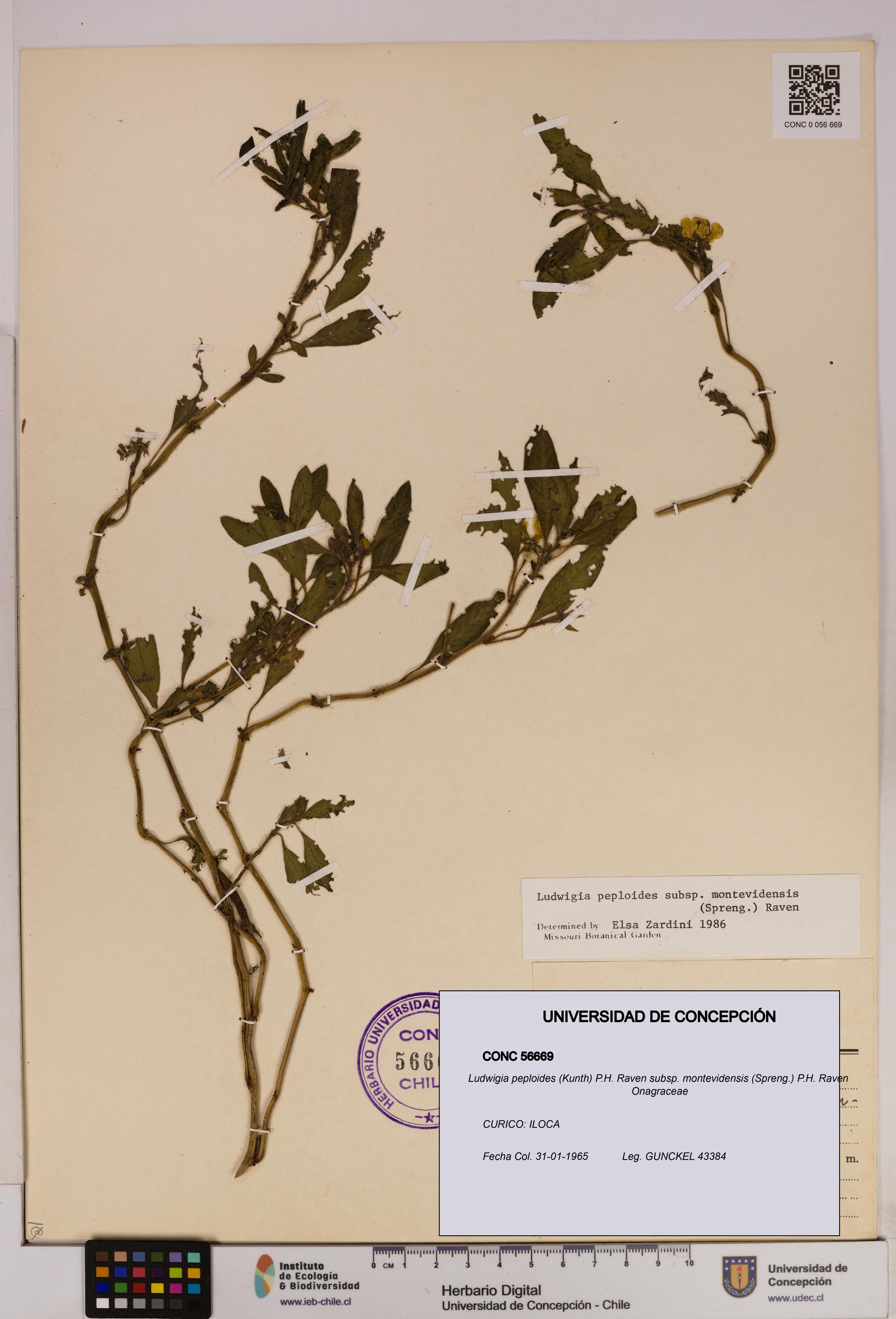 Ludwigia peploides [Espécimen: UDEC:CONC:0056669]