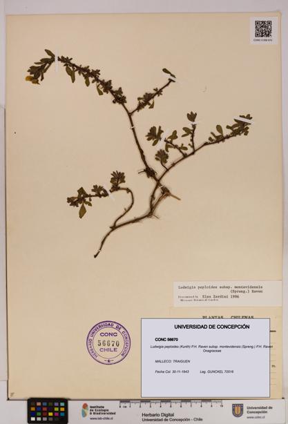 Ludwigia peploides [Espécimen: UDEC:CONC:0056670]