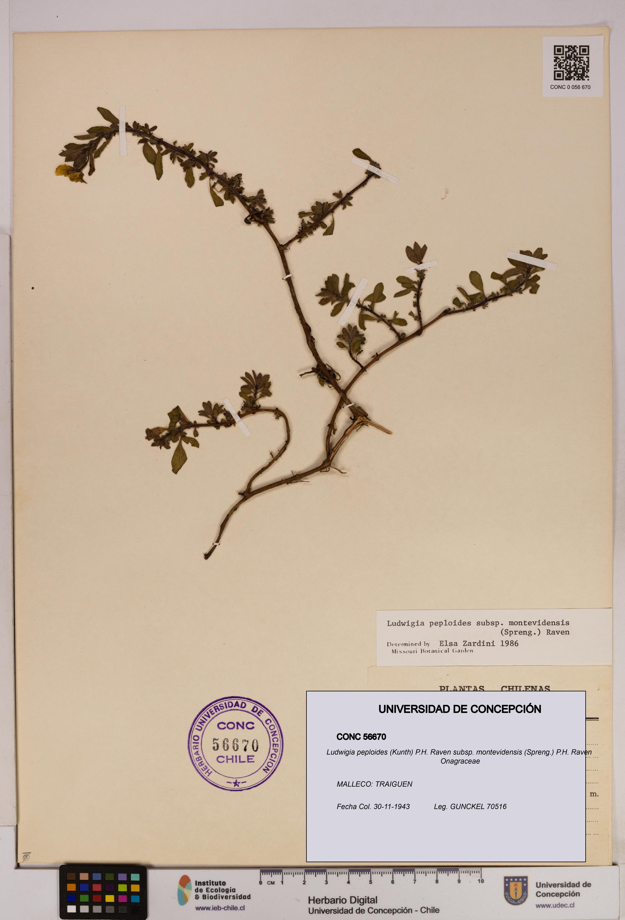 Ludwigia peploides [Espécimen: UDEC:CONC:0056670]