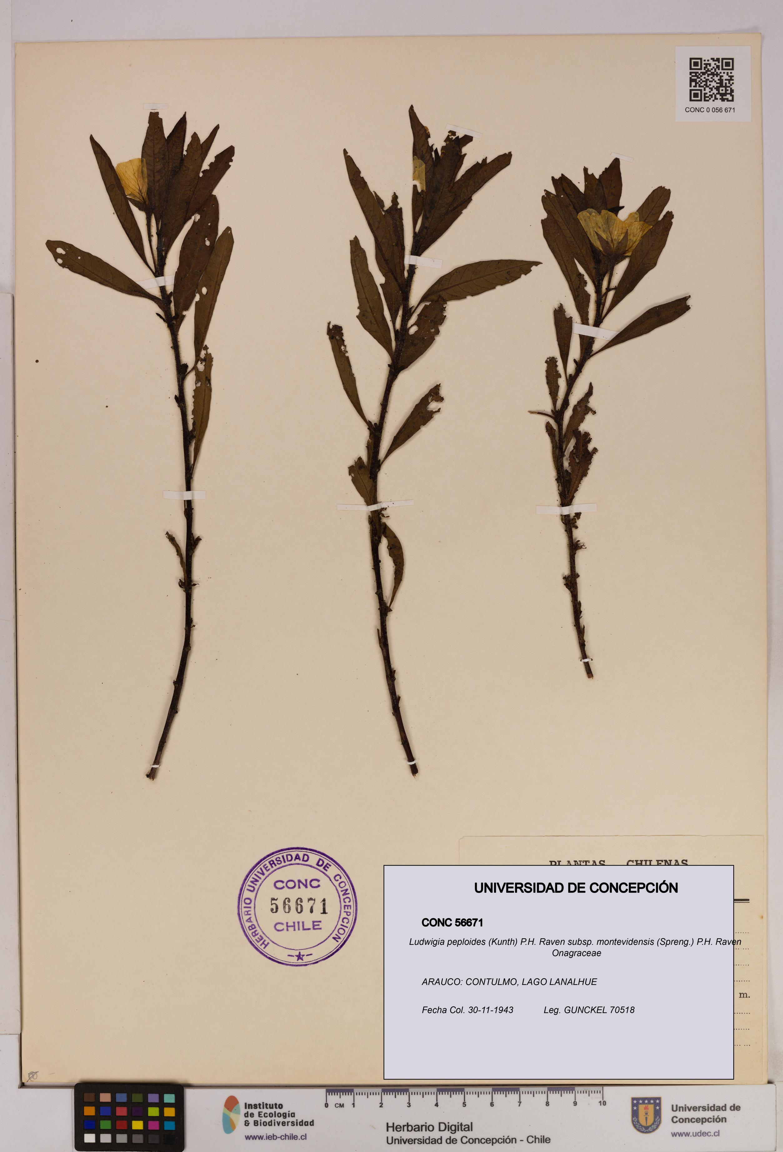 Ludwigia peploides [Espécimen: UDEC:CONC:0056671]