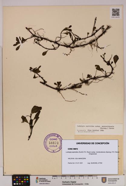 Ludwigia peploides [Espécimen: UDEC:CONC:0056672]