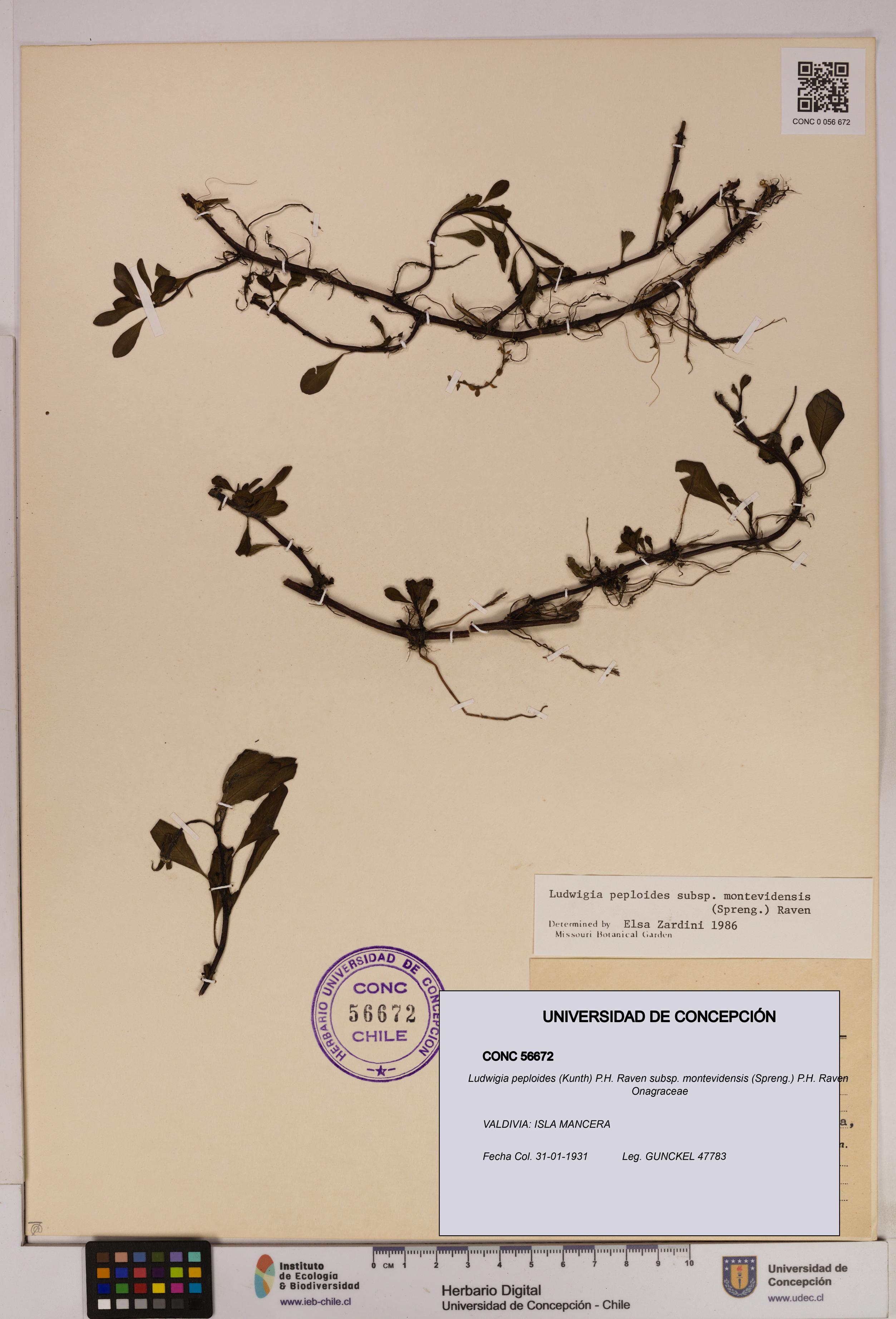 Ludwigia peploides [Espécimen: UDEC:CONC:0056672]