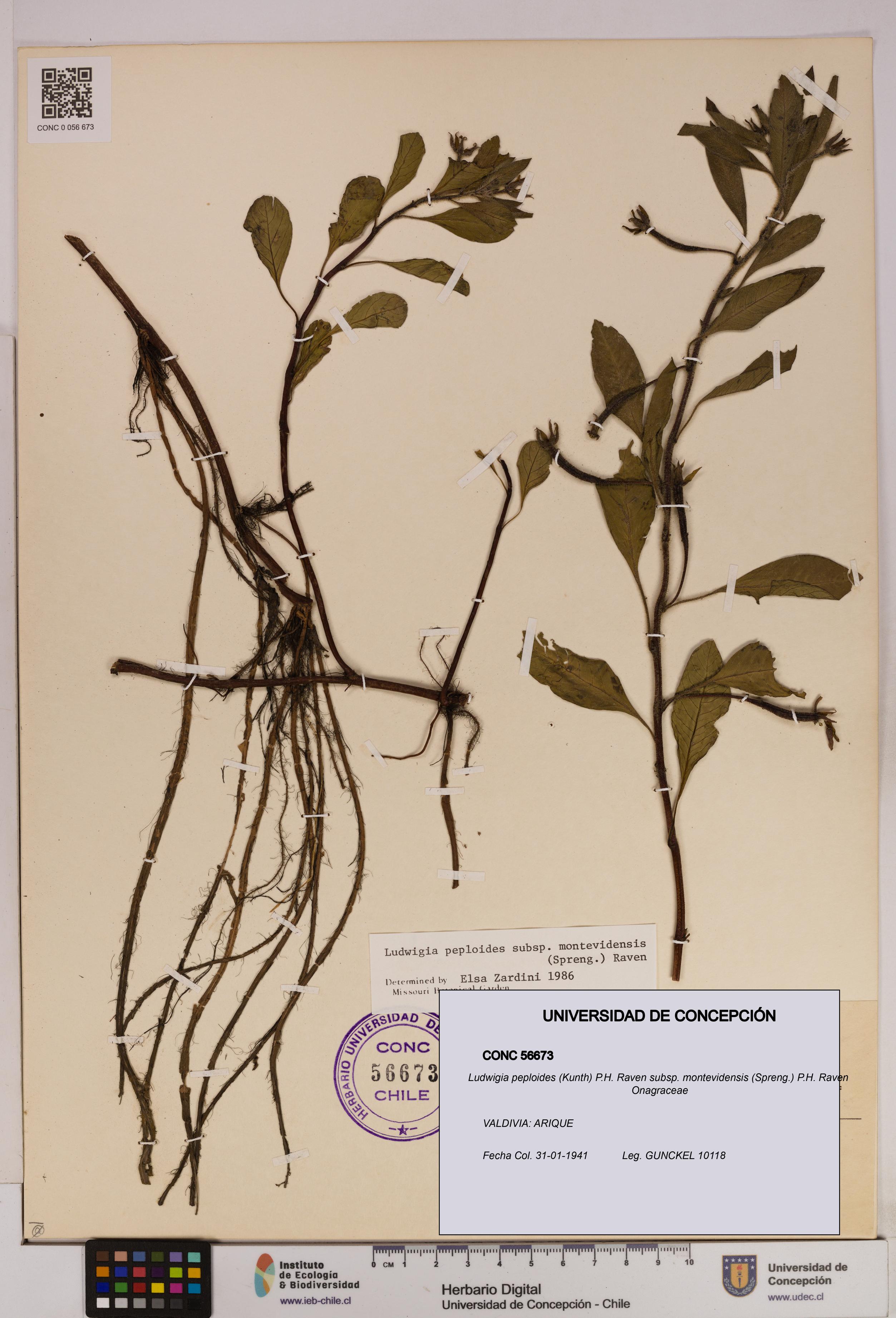Ludwigia peploides [Espécimen: UDEC:CONC:0056673]