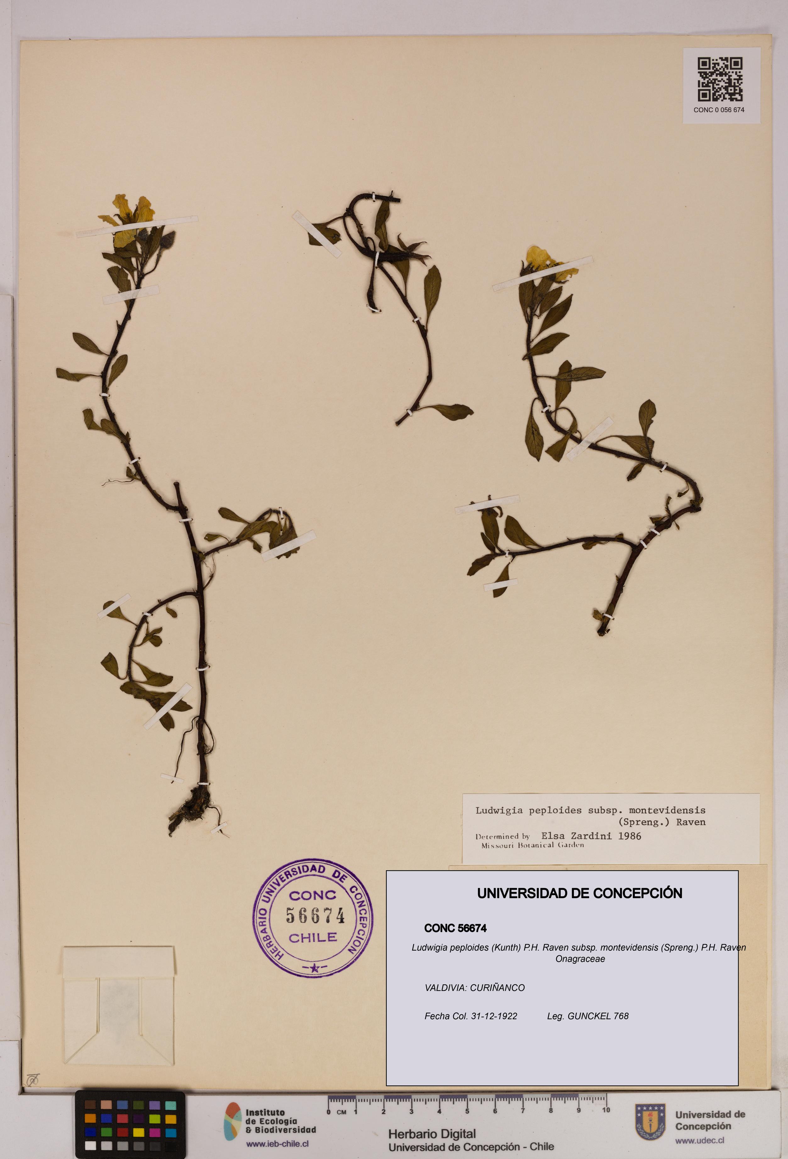 Ludwigia peploides [Espécimen: UDEC:CONC:0056674]