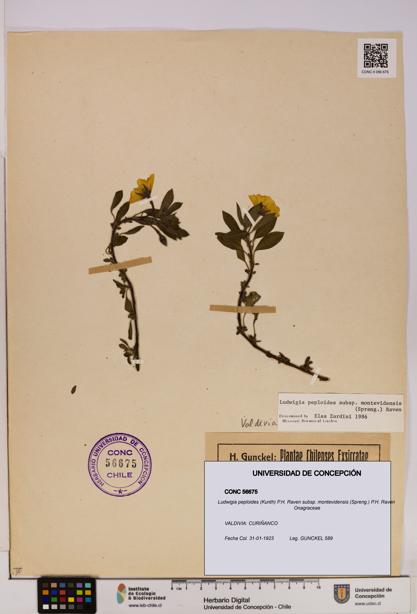 Ludwigia peploides subsp. montevidensis [Espécimen: UDEC:CONC:0056675]