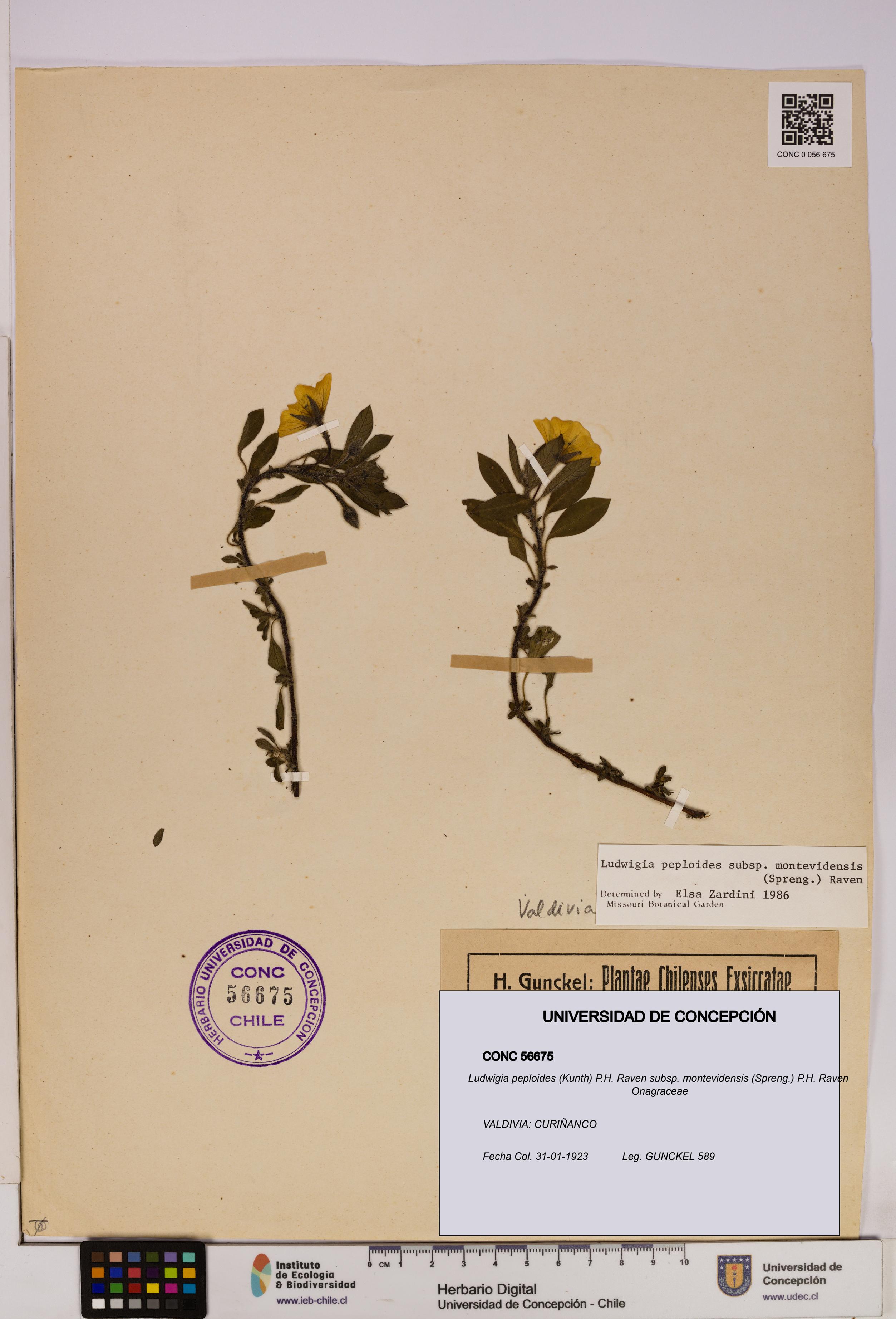 Ludwigia peploides subsp. montevidensis [Espécimen: UDEC:CONC:0056675]