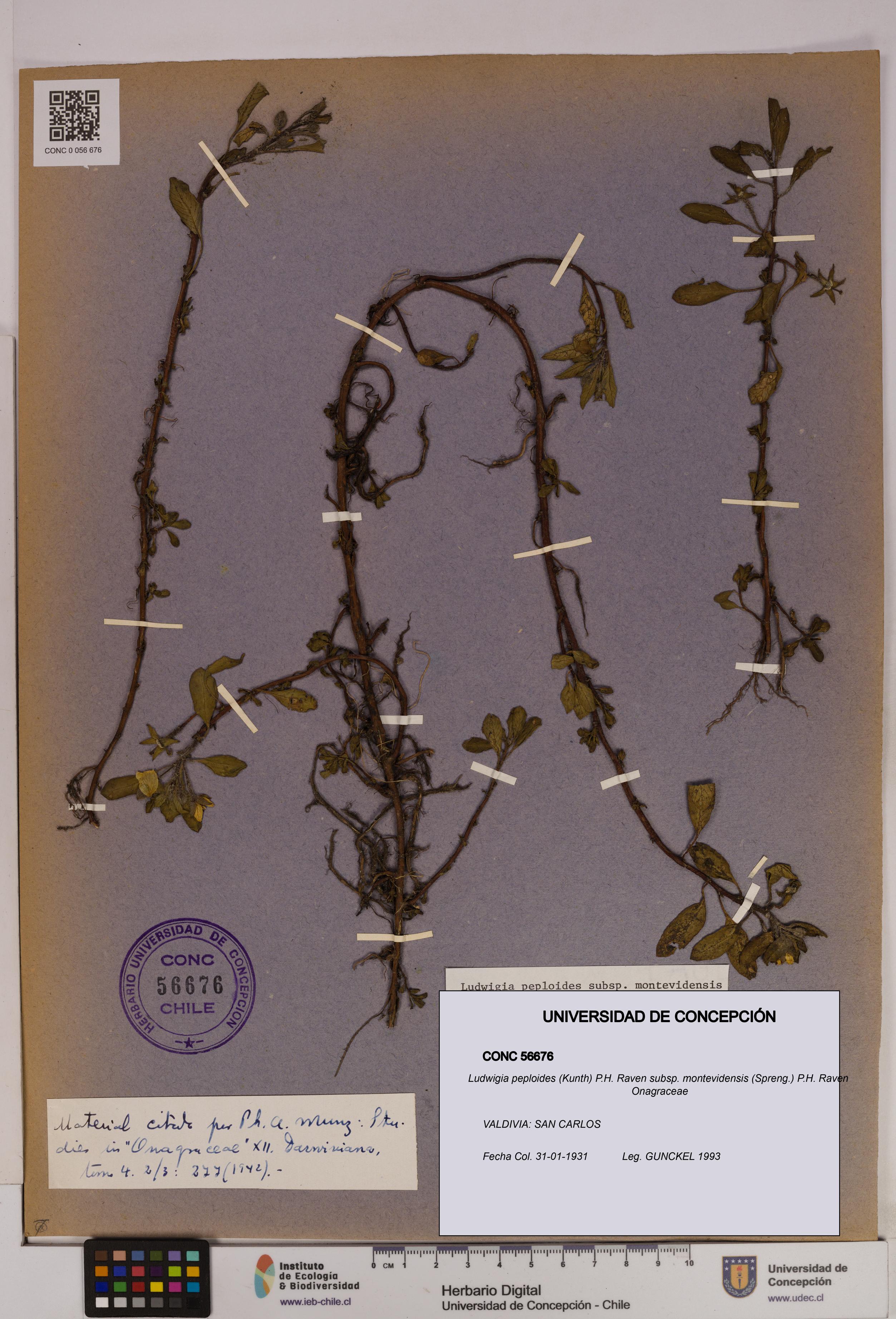 Ludwigia peploides [Espécimen: UDEC:CONC:0056676]
