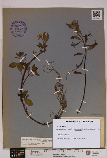 Ludwigia peploides [Espécimen: UDEC:CONC:0056677]