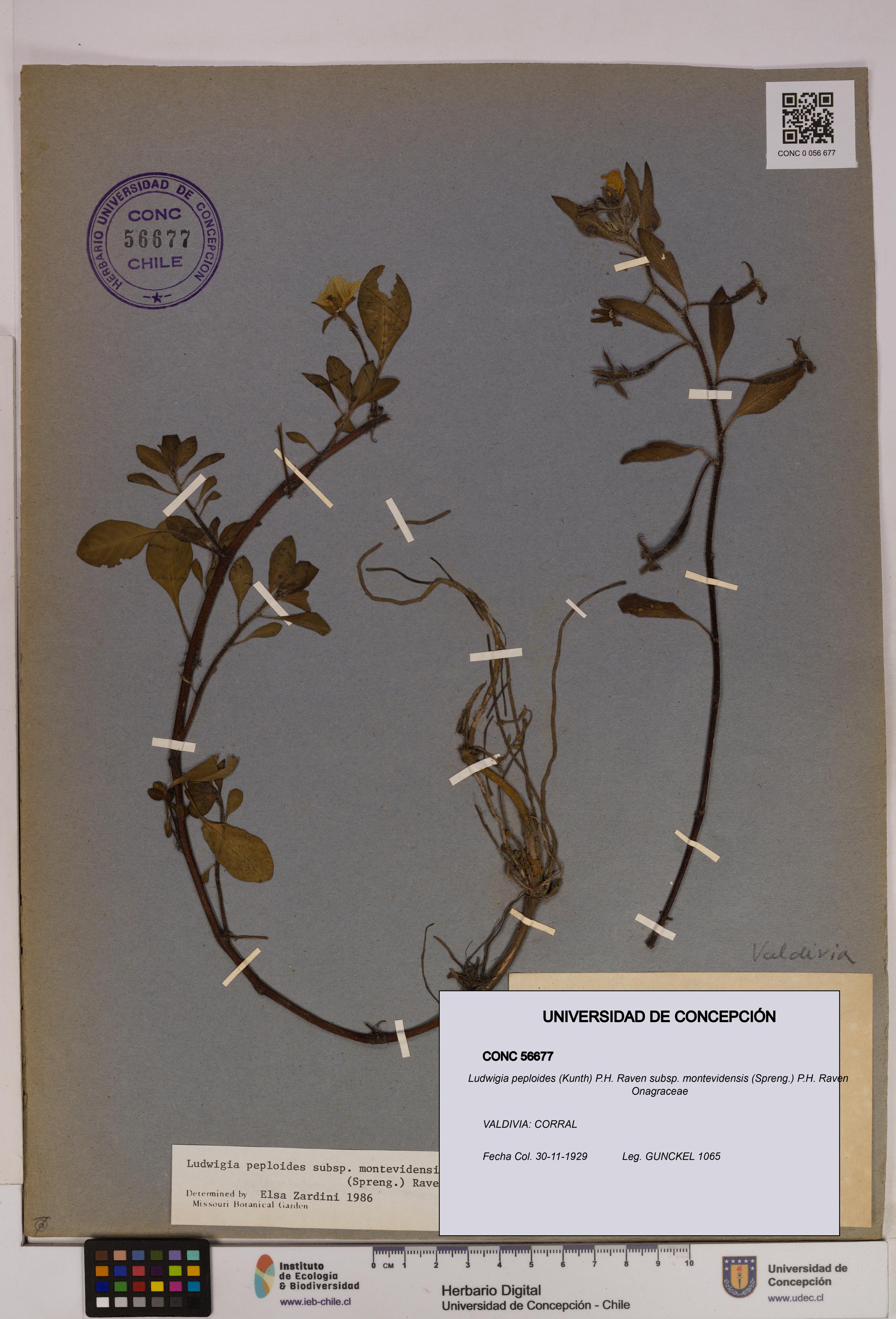 Ludwigia peploides [Espécimen: UDEC:CONC:0056677]