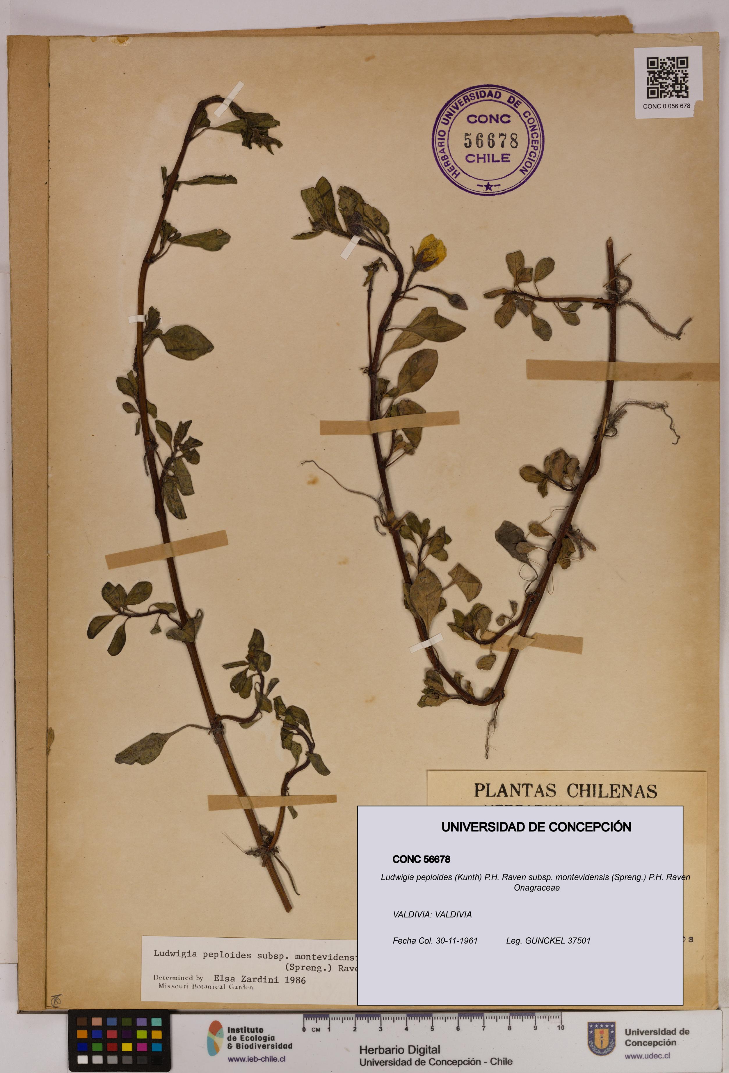 Ludwigia peploides [Espécimen: UDEC:CONC:0056678]
