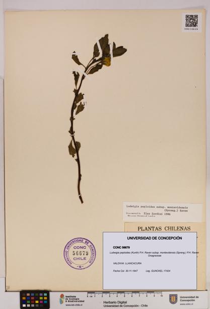 Ludwigia peploides [Espécimen: UDEC:CONC:0056679]