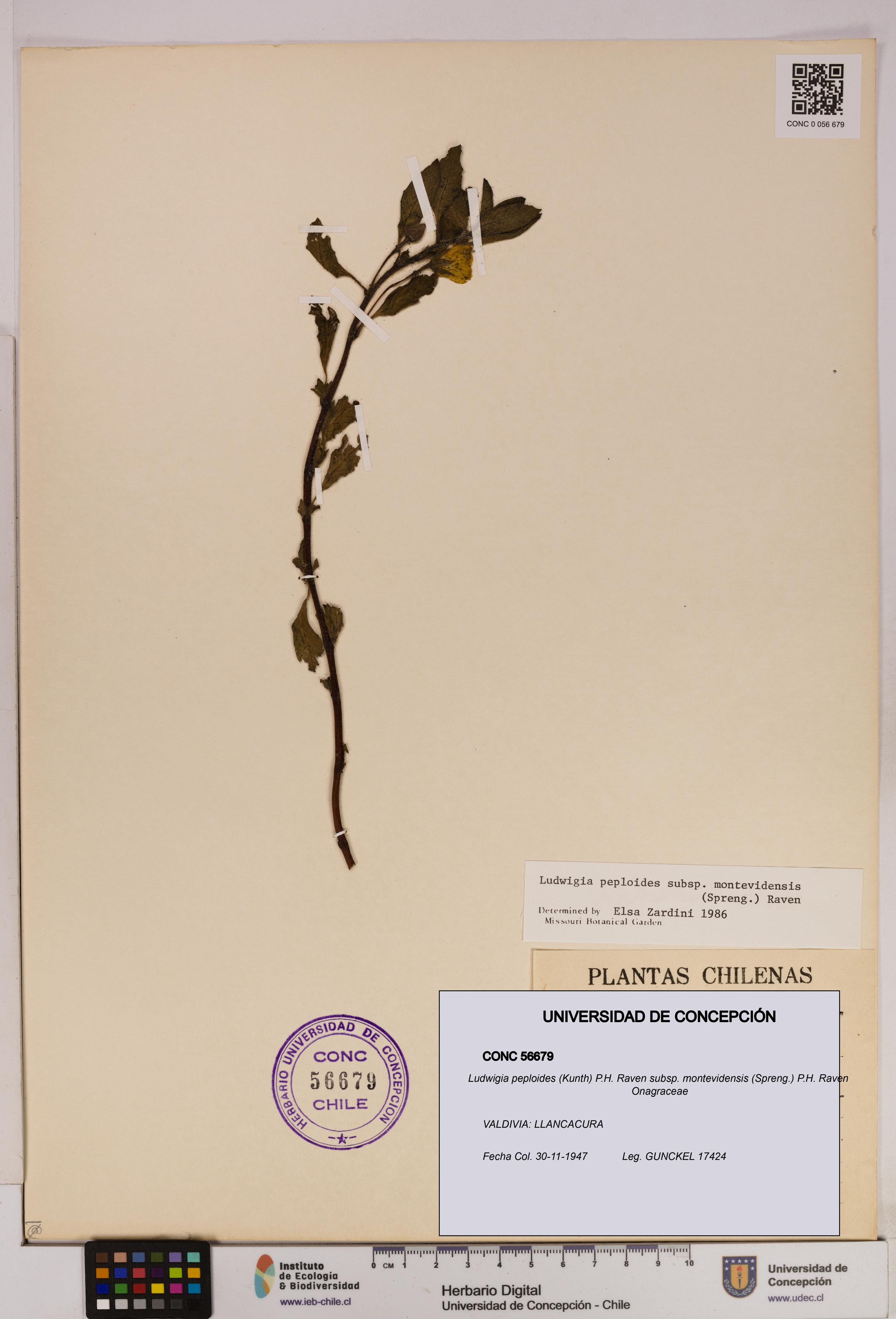 Ludwigia peploides [Espécimen: UDEC:CONC:0056679]