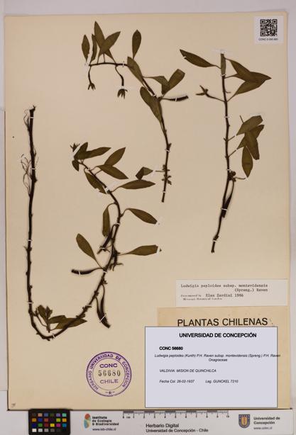 Ludwigia peploides [Espécimen: UDEC:CONC:0056680]