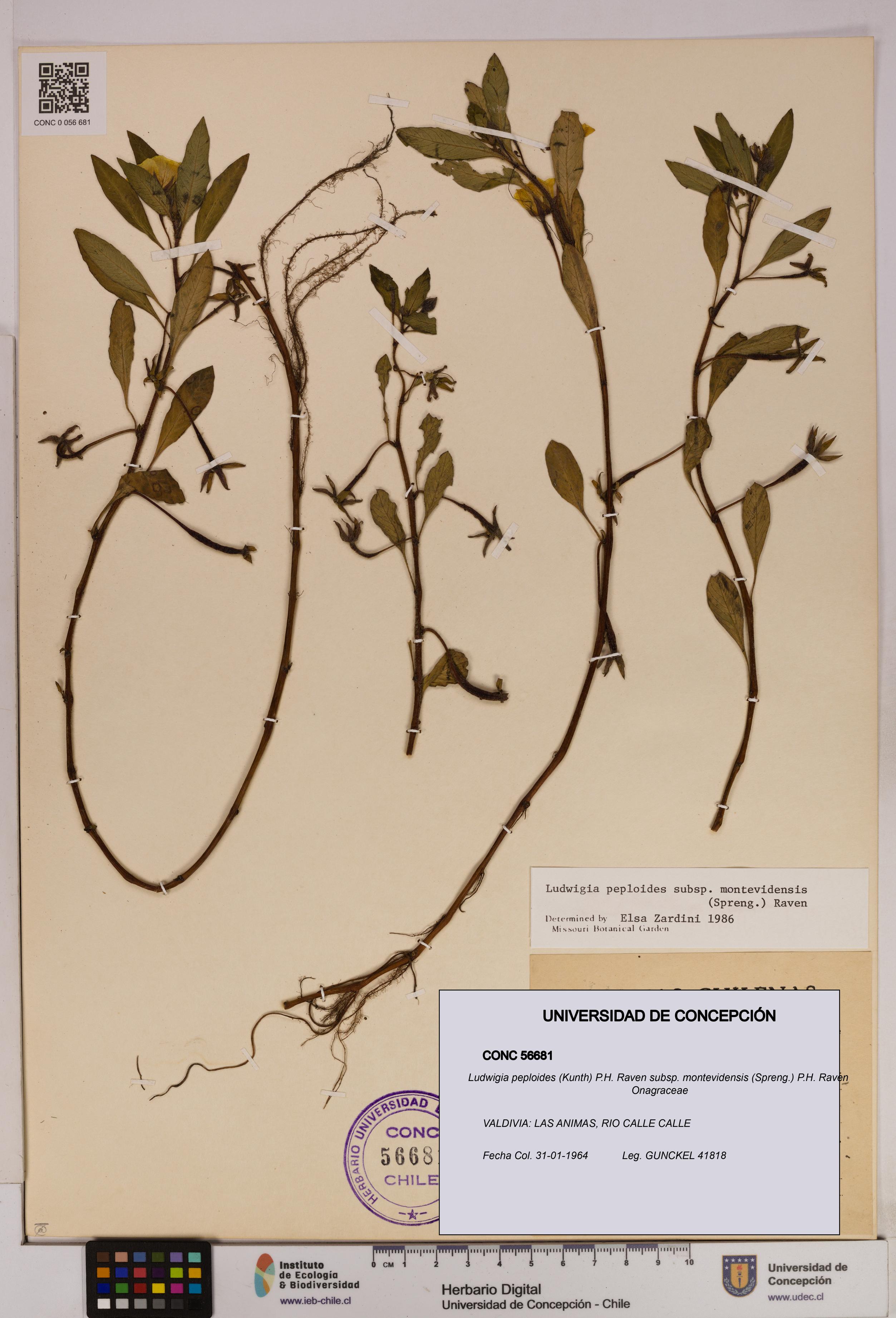 Ludwigia peploides [Espécimen: UDEC:CONC:0056681]