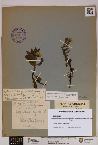 Ludwigia peploides [Espécimen: UDEC:CONC:0056682]