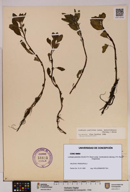 Ludwigia peploides [Espécimen: UDEC:CONC:0056683]