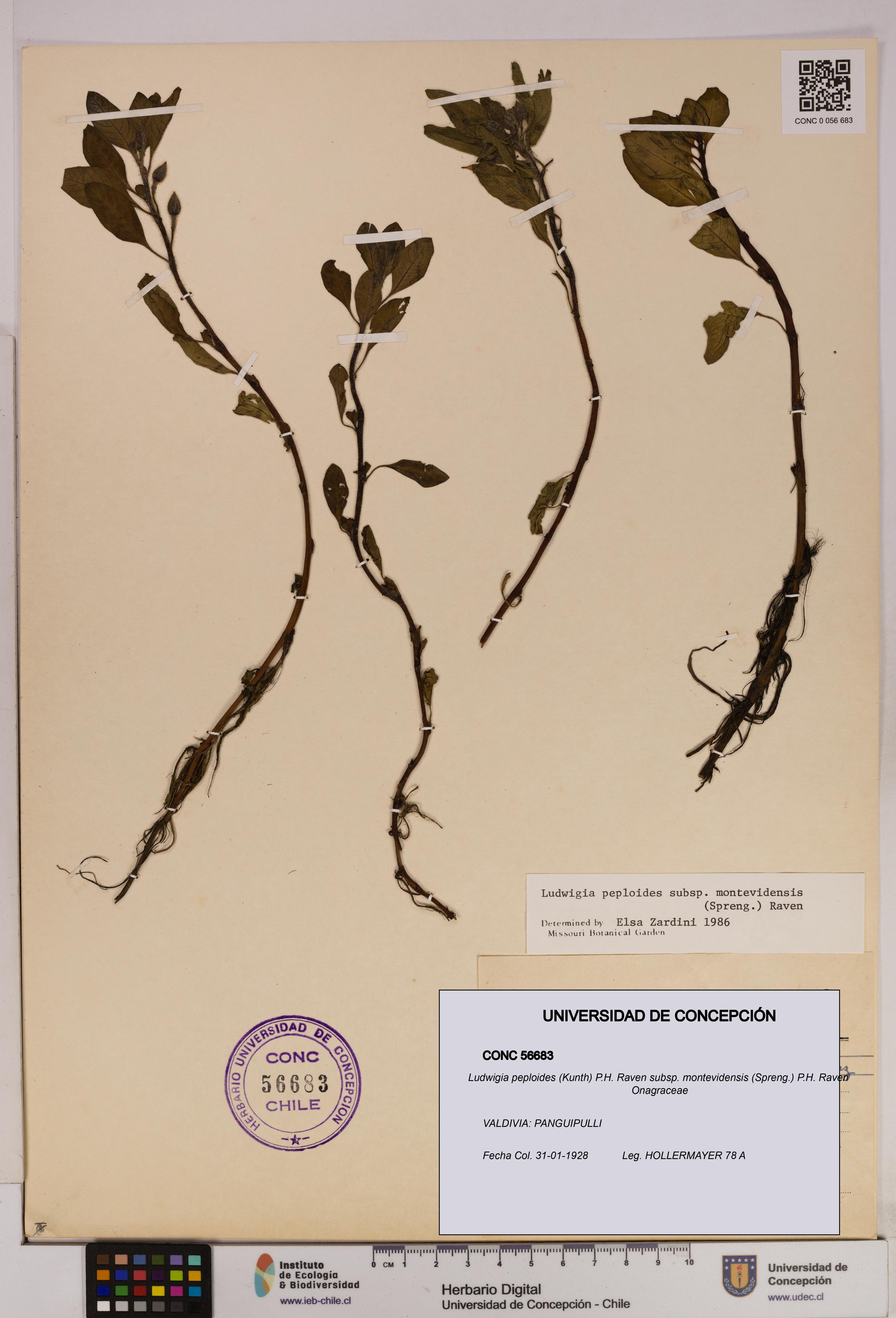 Ludwigia peploides [Espécimen: UDEC:CONC:0056683]
