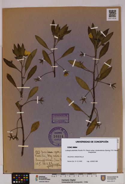 Ludwigia peploides [Espécimen: UDEC:CONC:0056684]