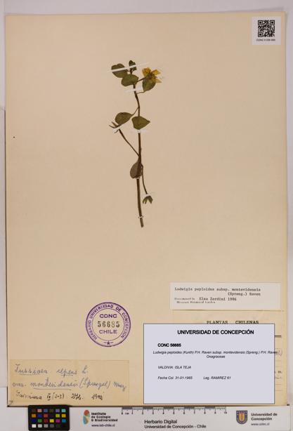 Ludwigia peploides [Espécimen: UDEC:CONC:0056685]