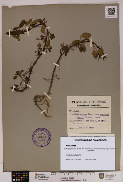 Ludwigia peploides [Espécimen: UDEC:CONC:0056686]