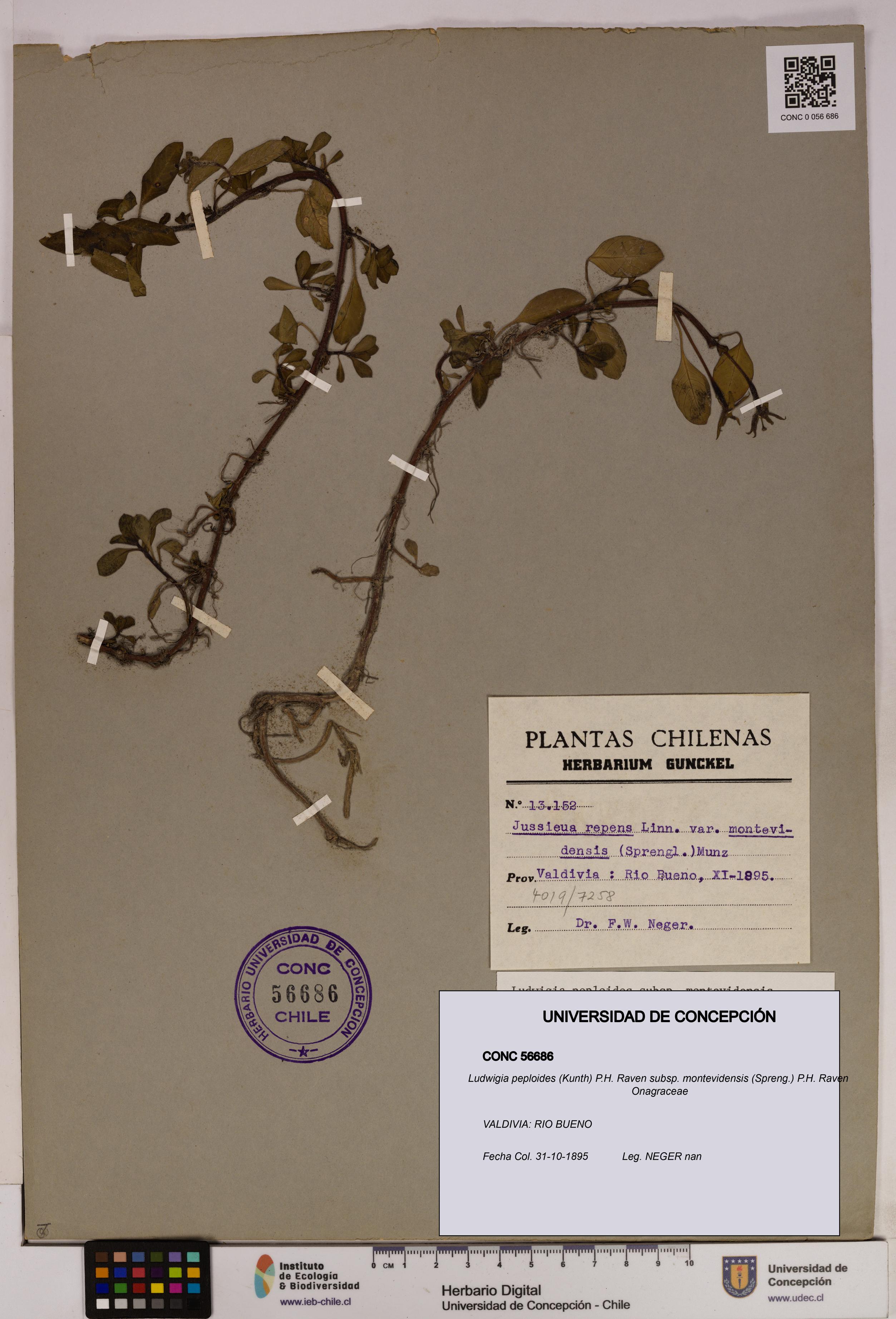 Ludwigia peploides [Espécimen: UDEC:CONC:0056686]