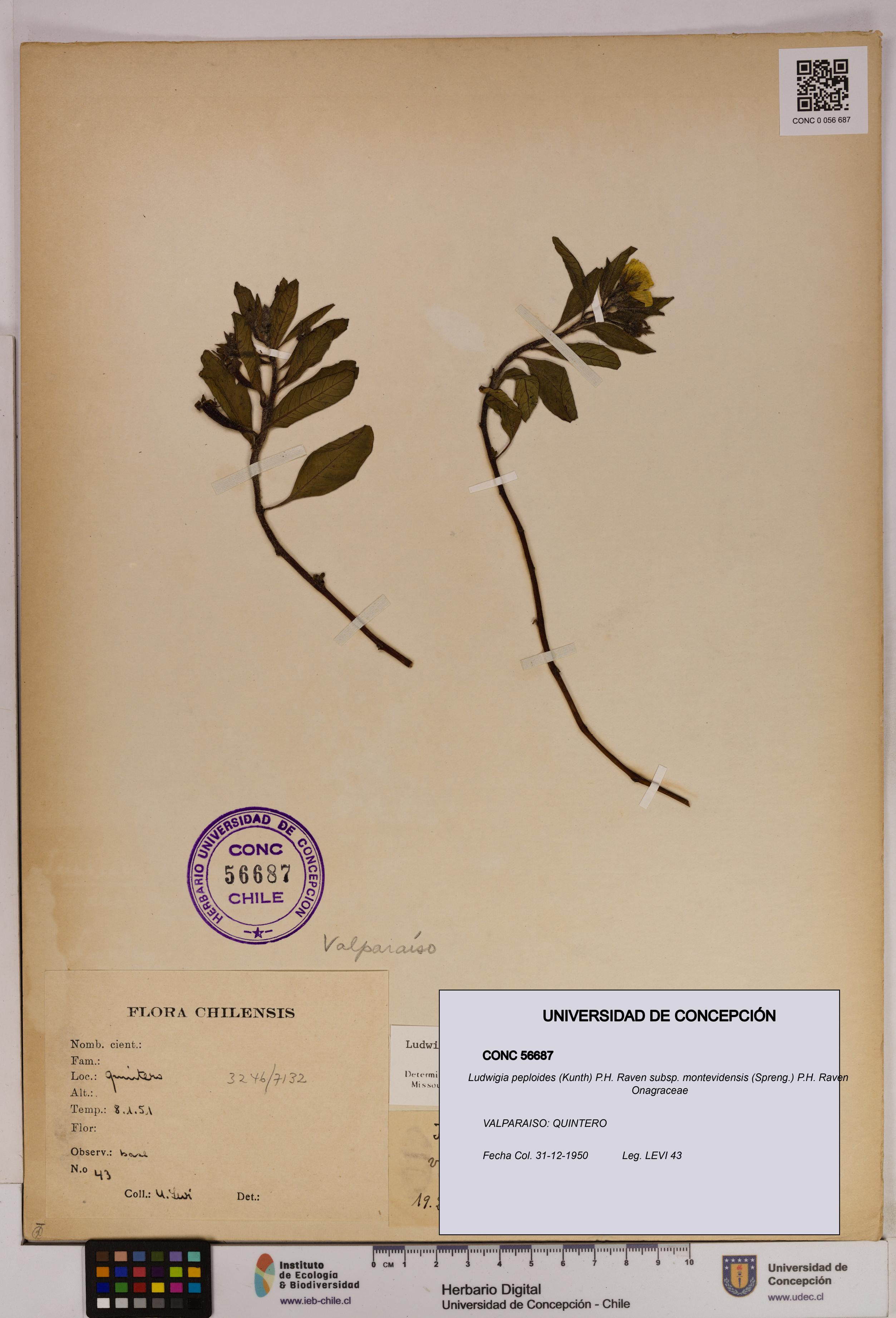 Ludwigia peploides [Espécimen: UDEC:CONC:0056687]