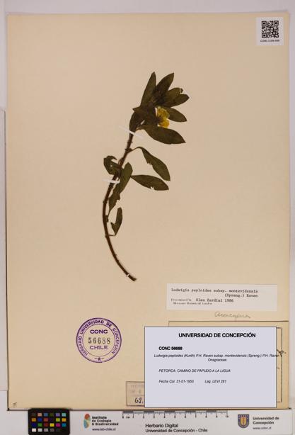 Ludwigia peploides [Espécimen: UDEC:CONC:0056688]