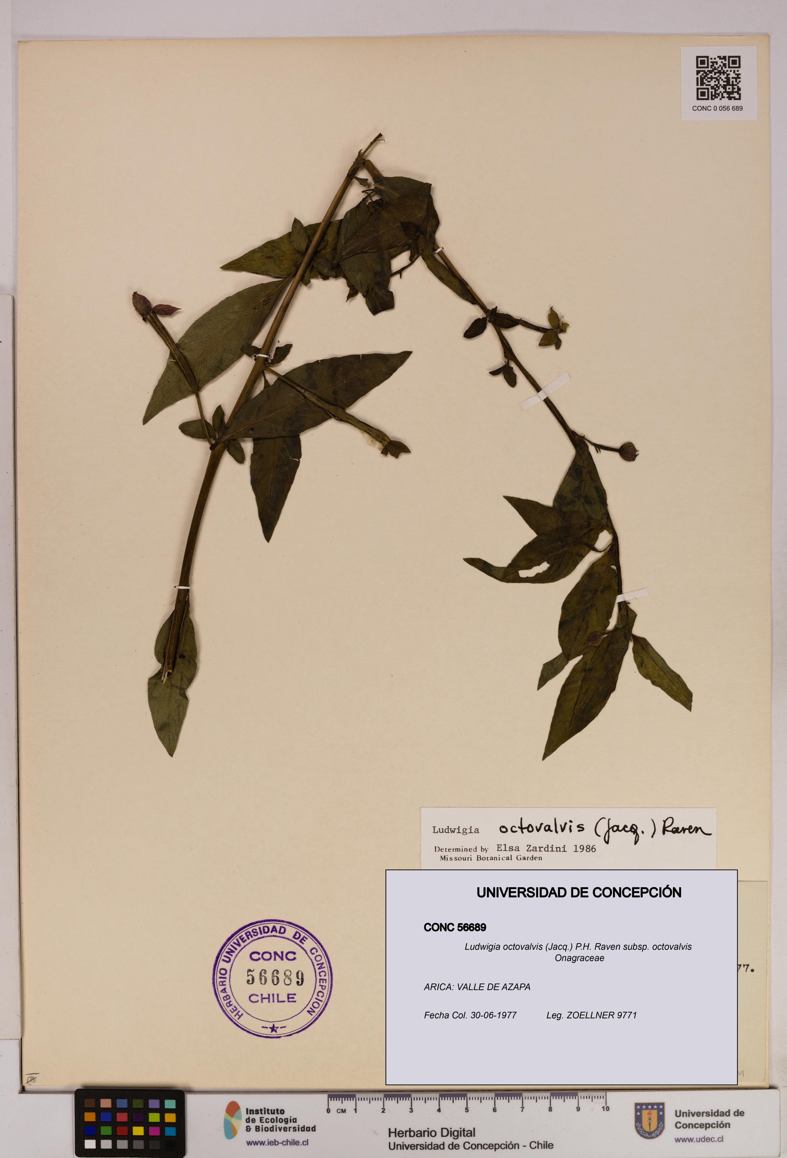 Ludwigia octovalvis subsp. octovalvis [Espécimen: UDEC:CONC:0056689]
