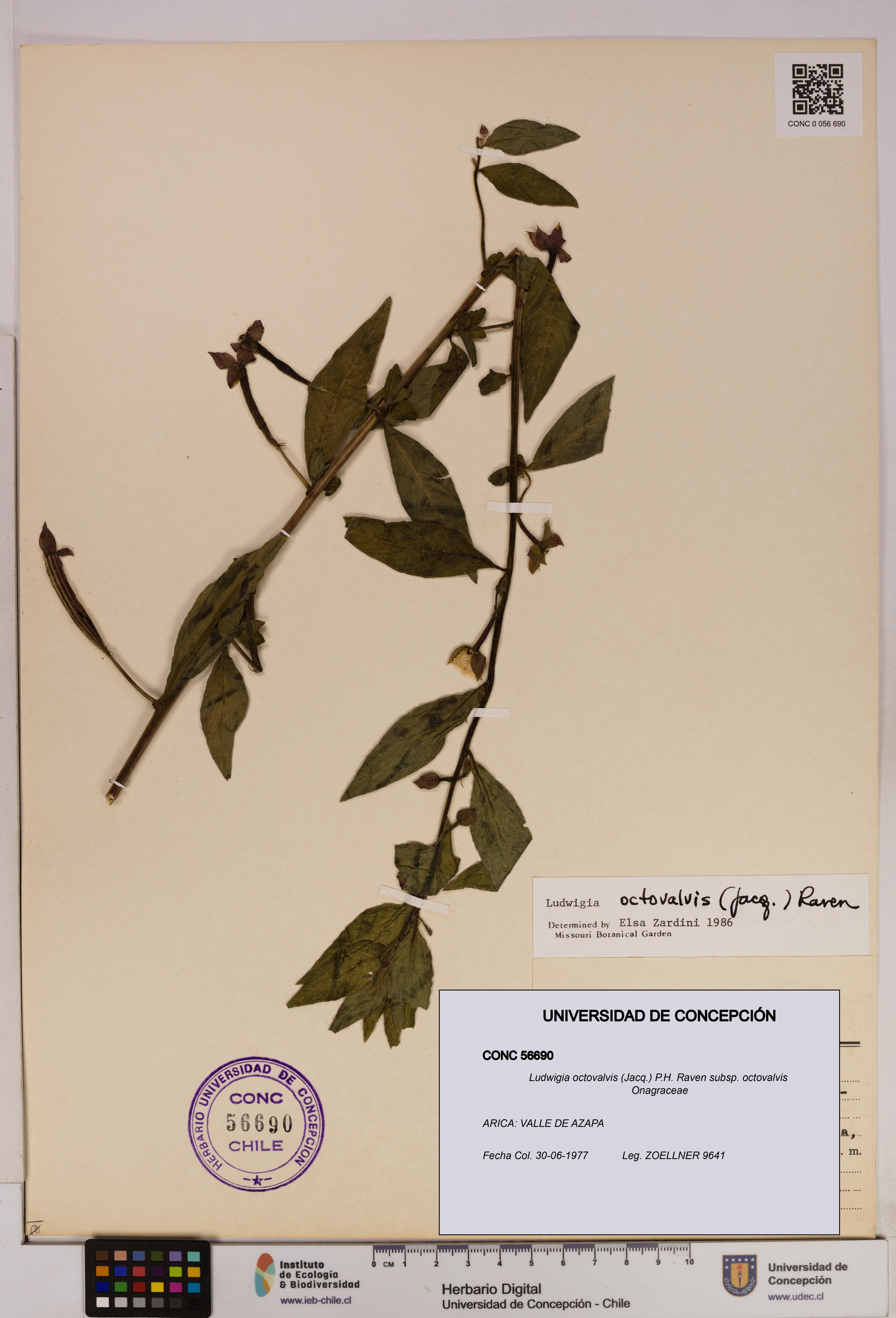 Ludwigia octovalvis subsp. octovalvis [Espécimen: UDEC:CONC:0056690]